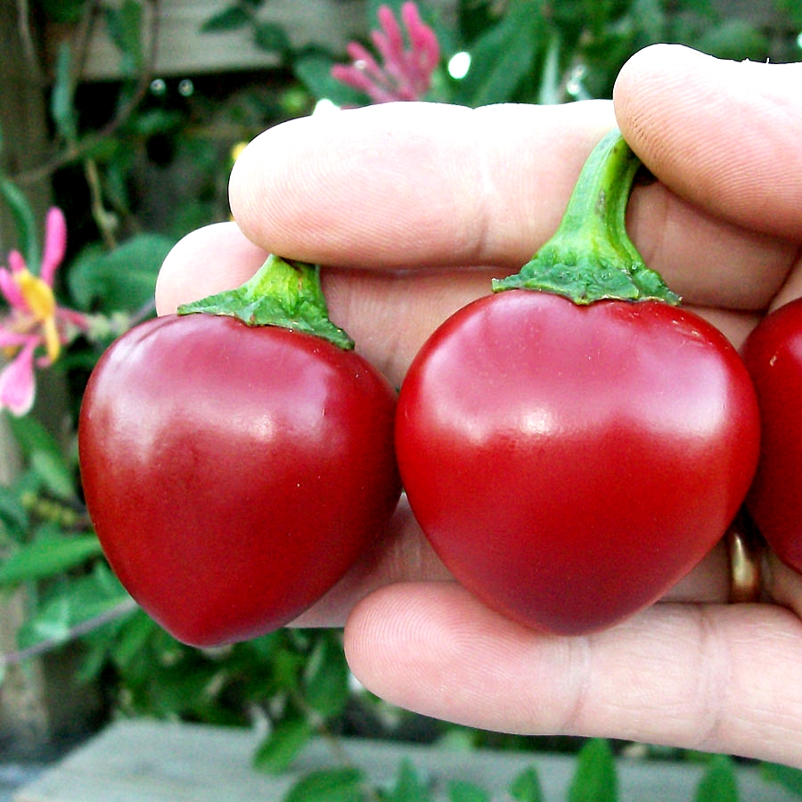เมล็ดพันธุ์ พริกหวาน เชอรี่ - Cherry Sweet Pepper Seed