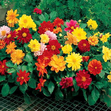 ดอกรักเร่ ฟิกาโร่ คละสี - Mixed Figaro Dahlia