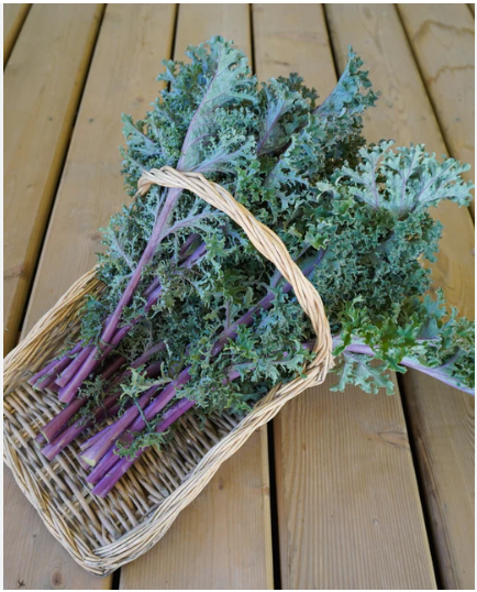 เคล เมดูซ่า - Medusa Kale Seed