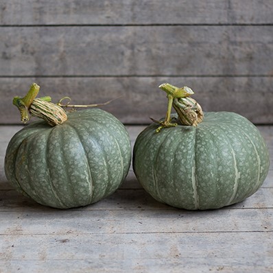 ฟักทองญี่ปุ่น เกอิชา - Geisha F1 Kabocha Squash