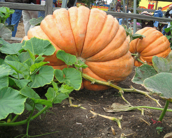 ฟักทองยักษ์ พันธุ์แอตแลนติก - Atlantic Giant Pumpkin