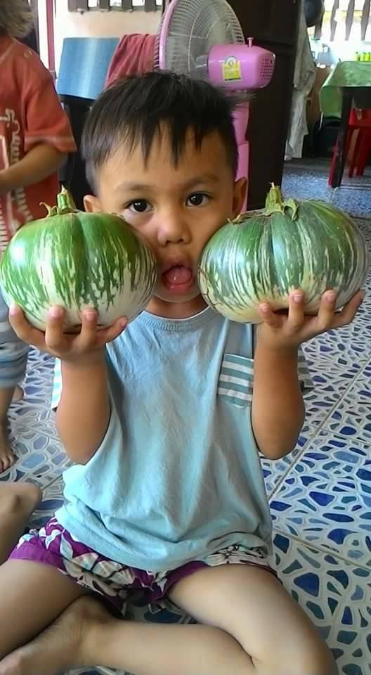 มะเขือเปราะยักษ์กัมพูชา - Cambodian Giant Eggplant