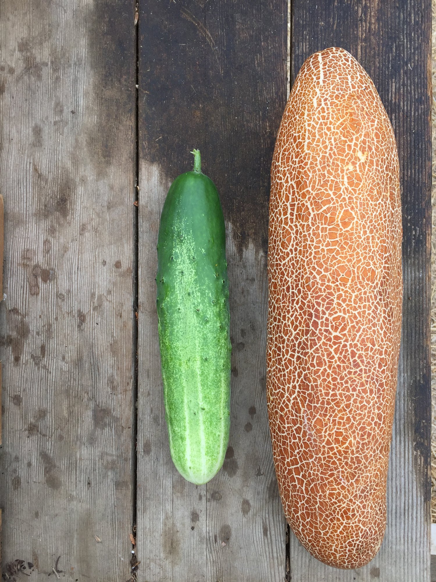 เมล็ดพันธุ์ แตงกวา บราวน์รัสเซีย Brown Russian Cucumber Seed