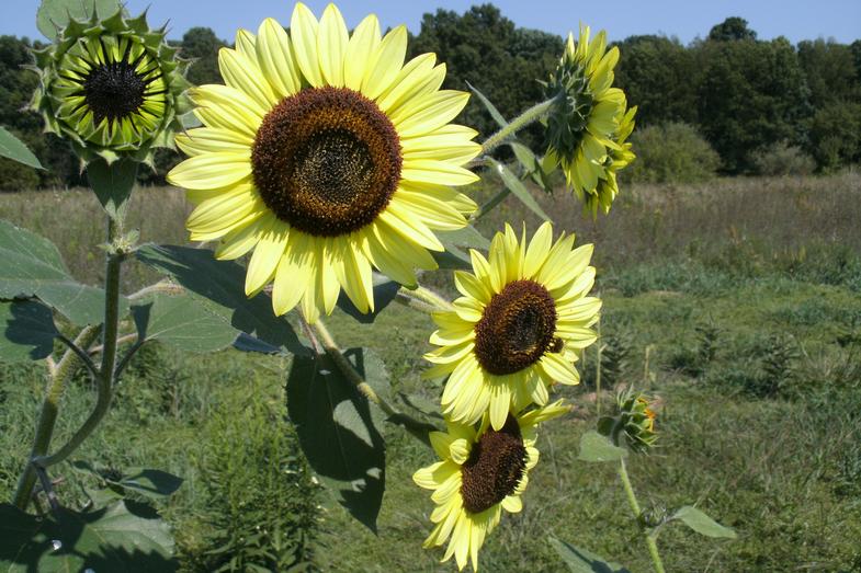 ทานตะวันเลม่อนควีน - Lemon queen sunflower
