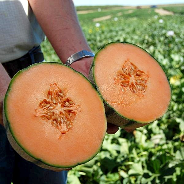 เมล็ดพันธุ์ เมล่อนดาวินชี่ - Da Vinci Melon F1 Seed