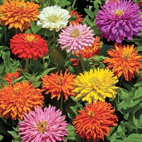 (Whole 1 Oz.) บานชื่นแคคตัส คละสี - Cactus zinnia flower Mix