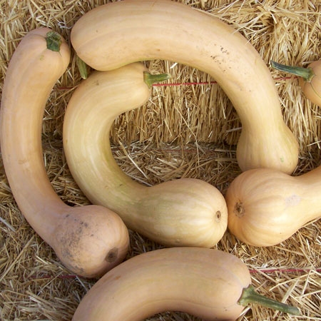 ฟักทองบัตเตอร์นัทยาว - Turkey Neck F1 Pumpkin