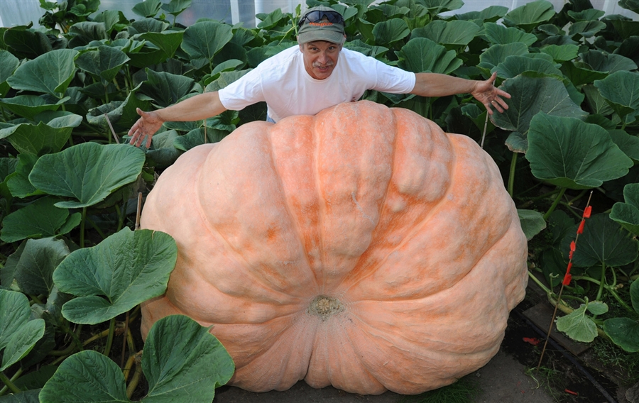 ฟักทองยักษ์ พันธุ์แอตแลนติก - Atlantic Giant Pumpkin