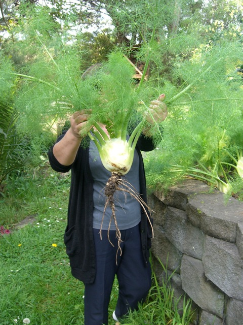 เฟนเนล ฟลอเรนท์ - Florence Fennel Herb