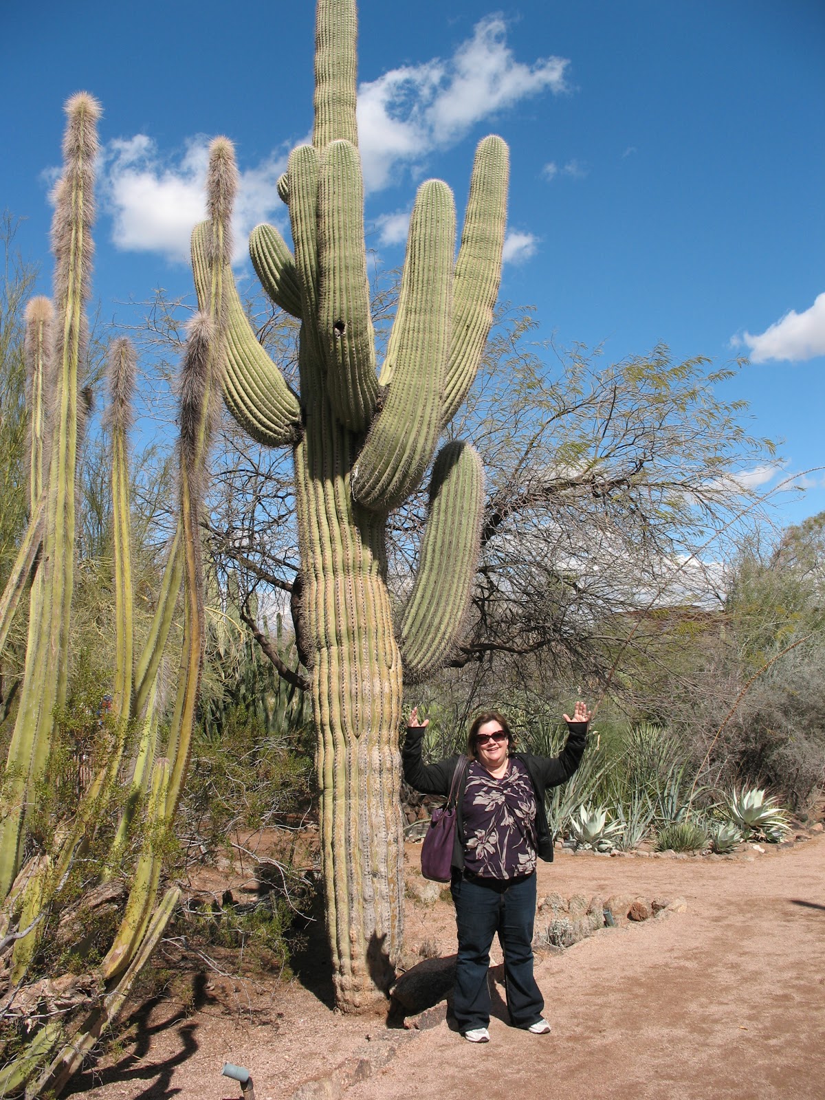 กระบองเพชร ซากัวโร่ - Arizona Saguaro Cactus Seeds