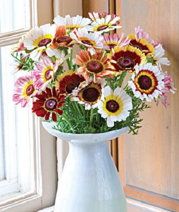 (Whole 1 Oz.) เพ้นท์เดซี่ - Painted daisy Seed