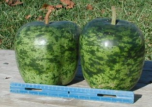 น้ำเต้าแอปเปิ้ล - Big Apple Gourd