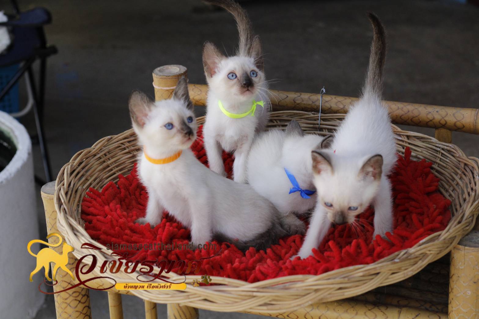 น้องแมว รุ่น 1-2/2565