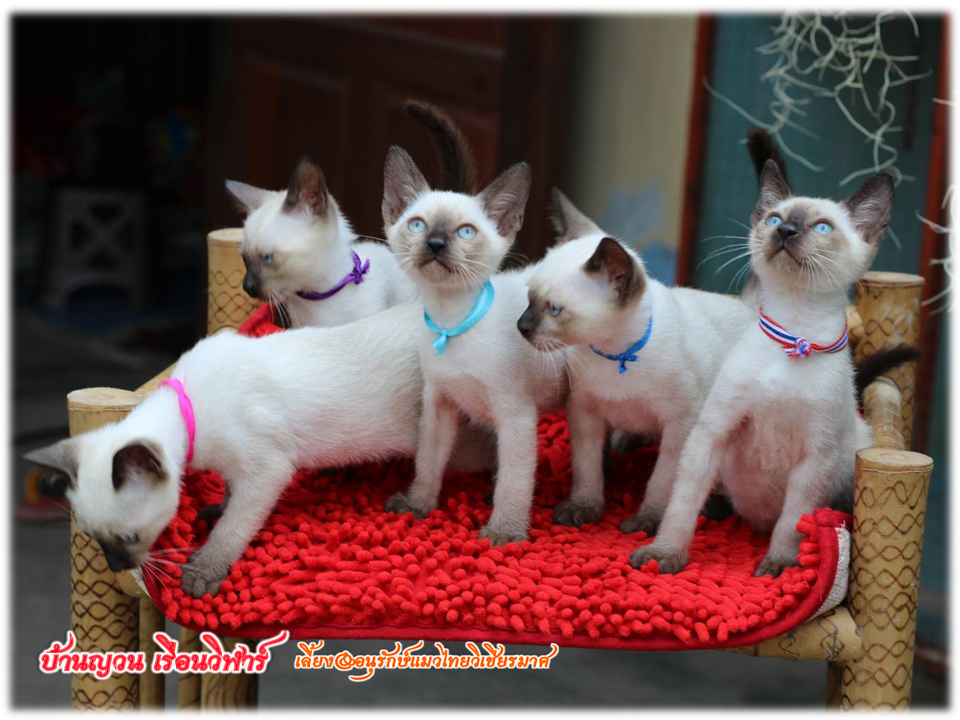 น้องแมวมมาใหม่ 2/2562