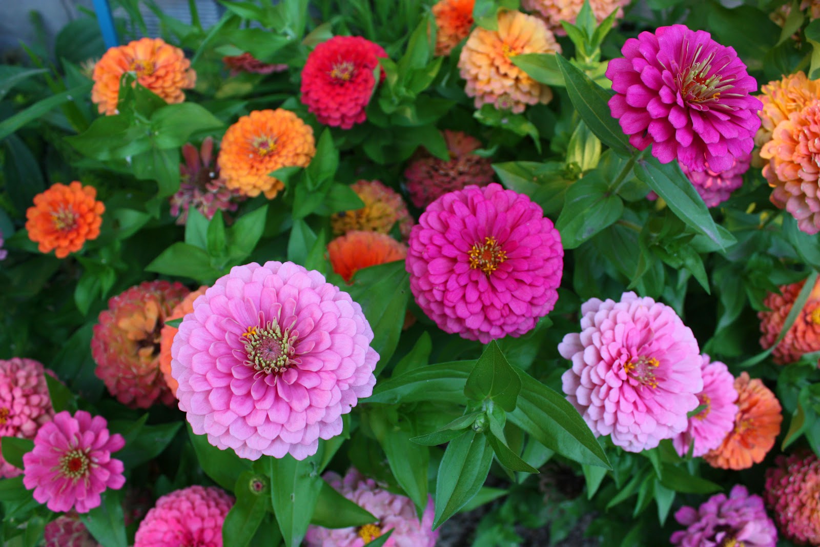 ดอกบานชื่นสีชมพู - Mixed Pink Zinnia Flower
