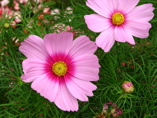 ดาวกระจายสีชมพู - Pink Cosmos Flower