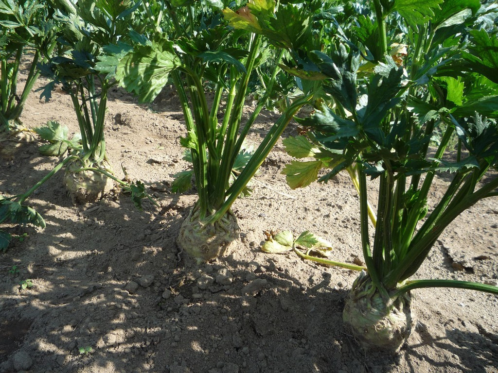 เมล็ดพันธุ์ เซเลอรีแอค หัวคื่นฉ่าย Giant Prague Celeriac Seed 500 เมล็ด