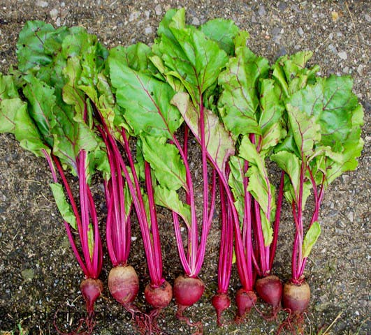หัวบีช ดีทรอย - Detroit Dark Red Beets