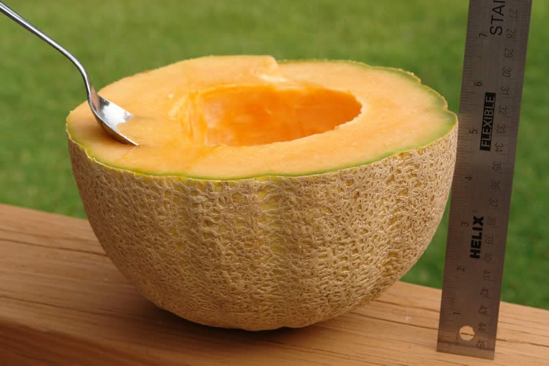 เมล่อน ฮันนี่ร็อค - Honey Rock Melon