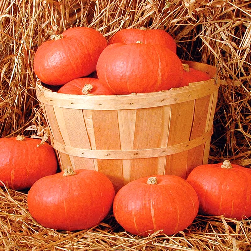 เมล็ดพันธุ์ ฟักทอง ซันไซน์ Sunshine F1 Squash Seed