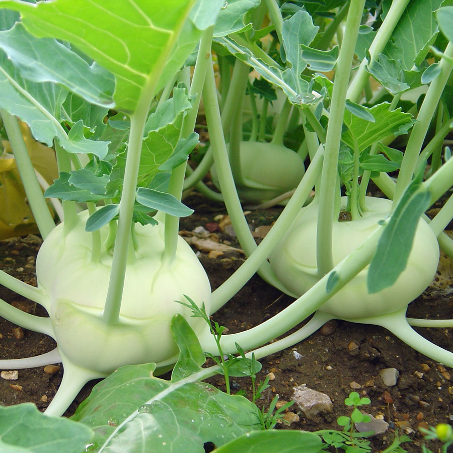กะหล่ำปม สีเขียว - GREEN VIENNA KOHLRABI