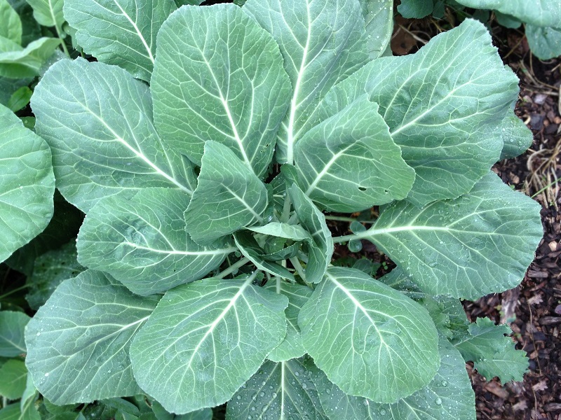 ปูเล่ฝรั่งแชมเปี้ยน - Champion Collards