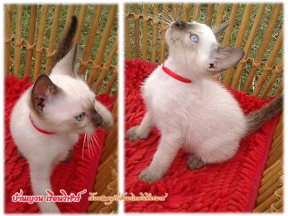 น้องแมว 21/12/58
