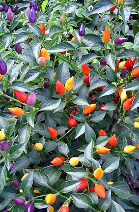 พริกประดับ คละสี - Ornamental Pepper Mix