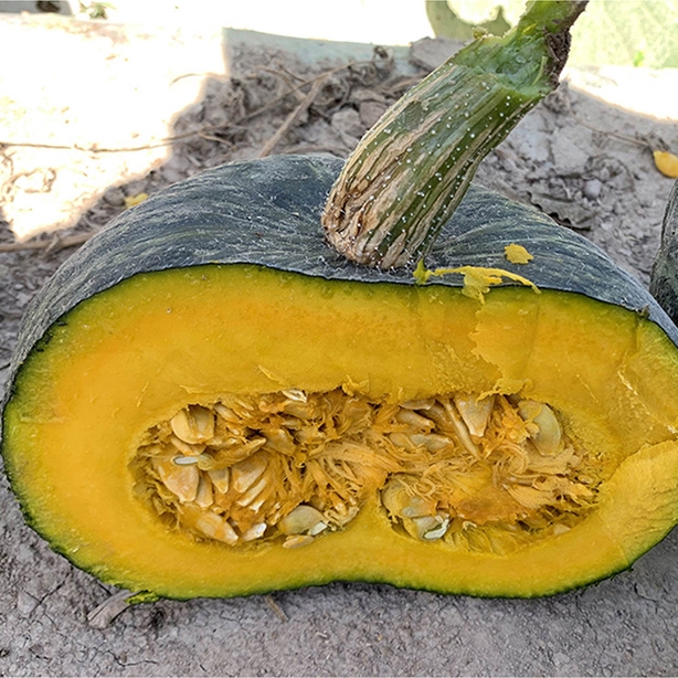 เมล็ดพันธุ์ ฟักทองญี่ปุ่น มิโดริบิวตี้ Midori Beauty Kabocha Squash F1 Seed