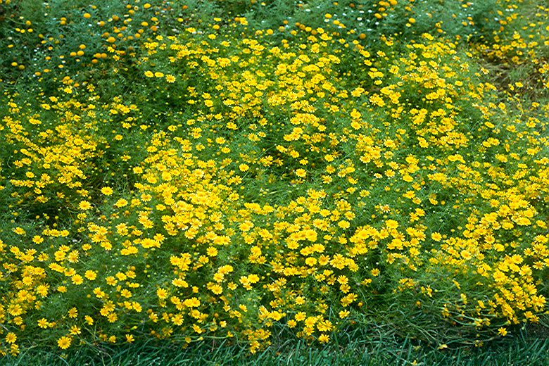 ดอกดาลเบิร์กเดซี่ - Dahlberg Daisy Flower