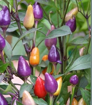พริกประดับ คละสี - Ornamental Pepper Mix