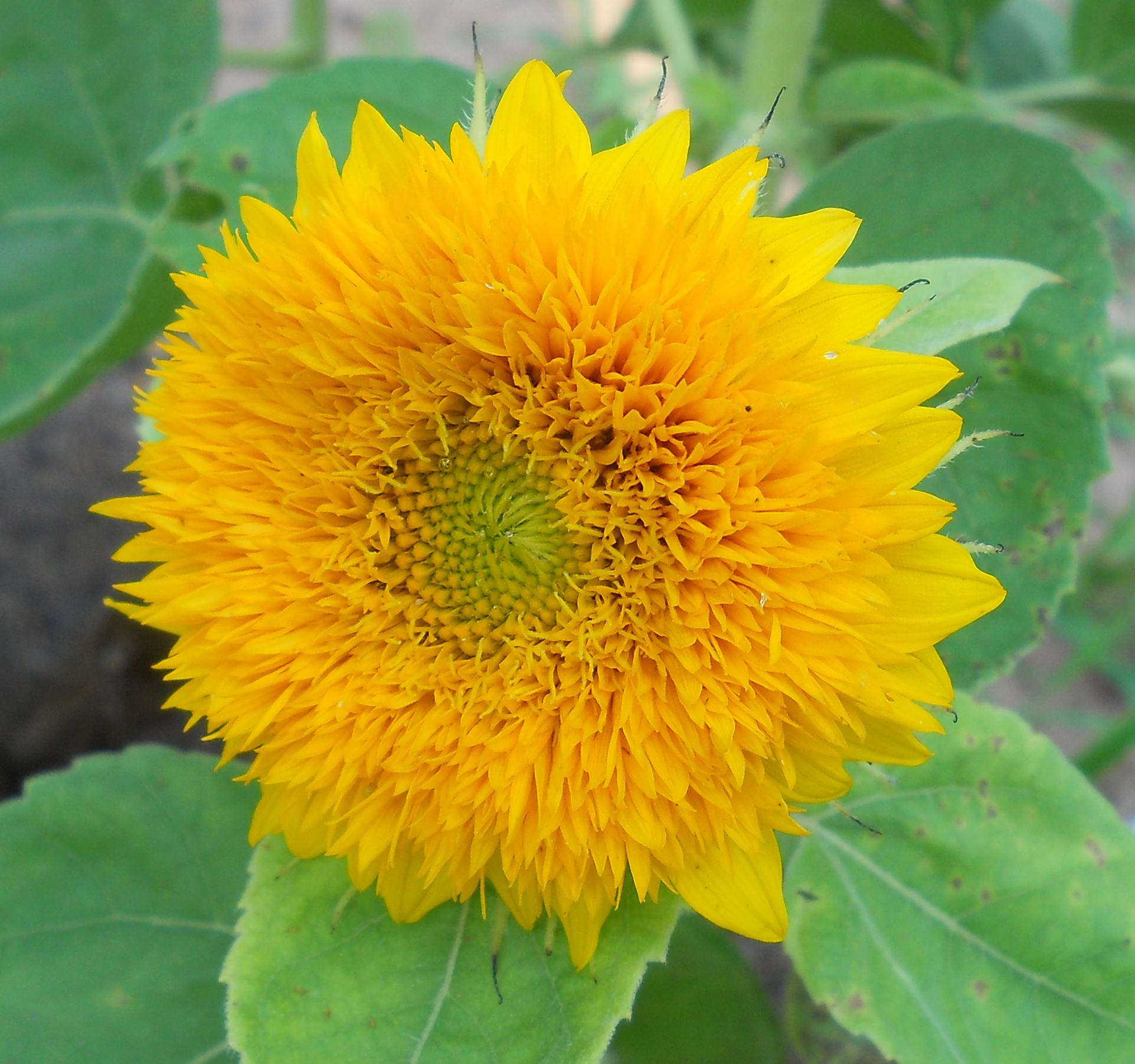 ทานตะวัน เทดดี้แบร์ - Teddy Bear Sunflower