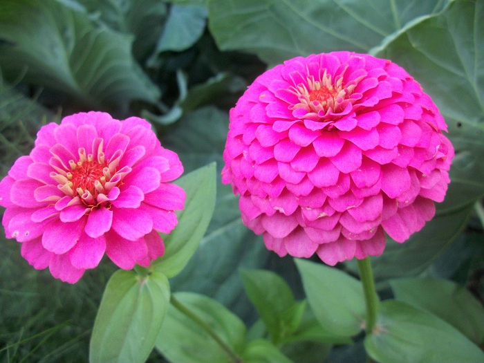 (Whole 1 Oz) ดอกบานชื่นสีชมพู - Pink Zinnia Flower