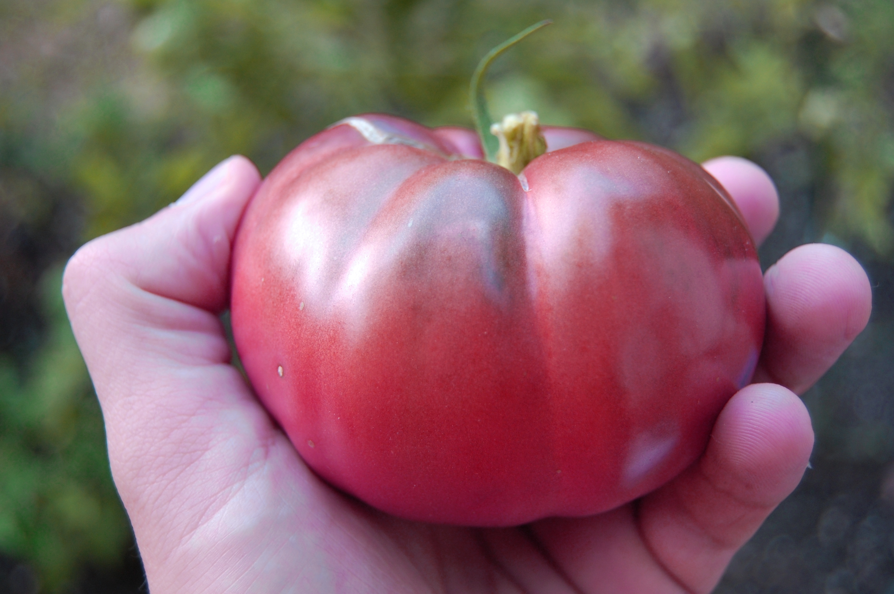 มะเขือเทศดำแบล็คคิม - Black Krim Tomato