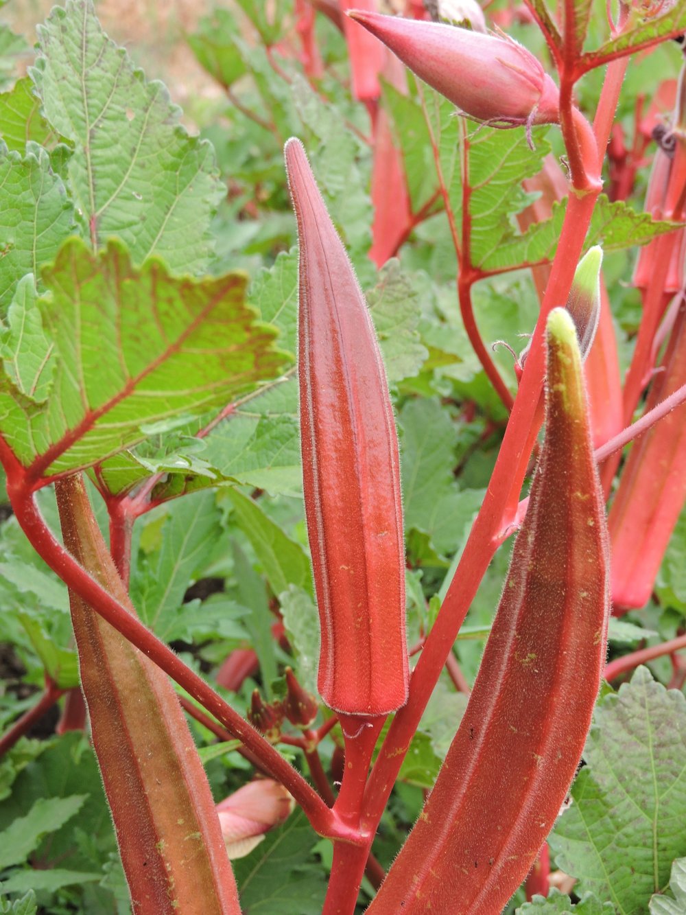 กระเจี๊ยบ จิงออเรนจ์ - Jing Orange Okra