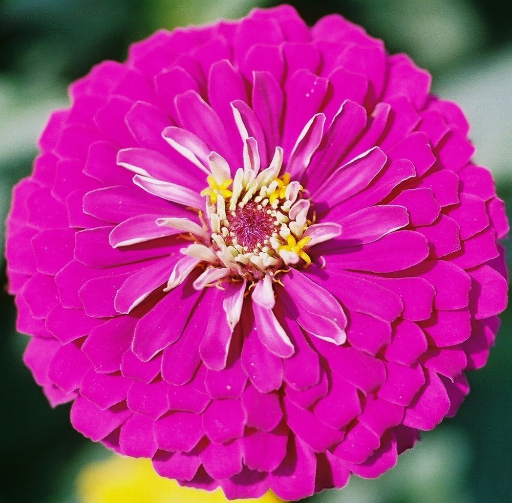 ดอกบานชื่นสีม่วง - Mixed Purple Zinnia Flower