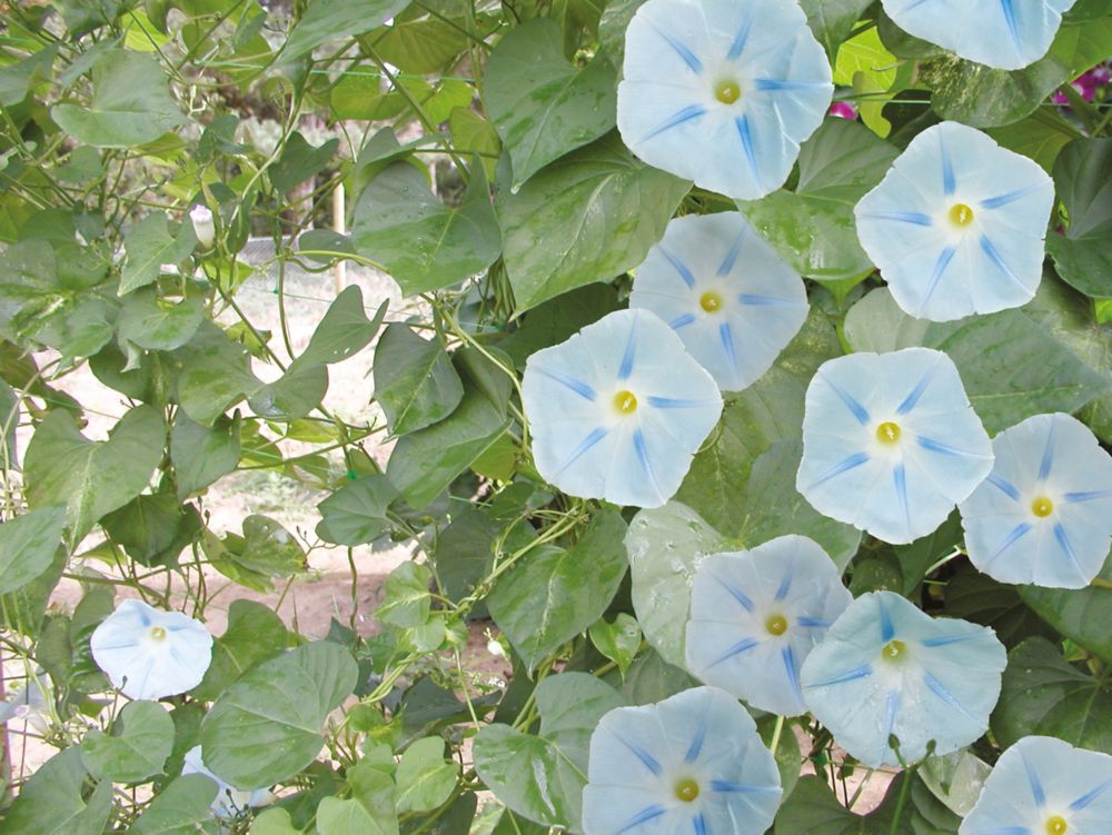 ดอกมอนิ่งกลอรี อิสเมย์ - Ismay Morning Glory