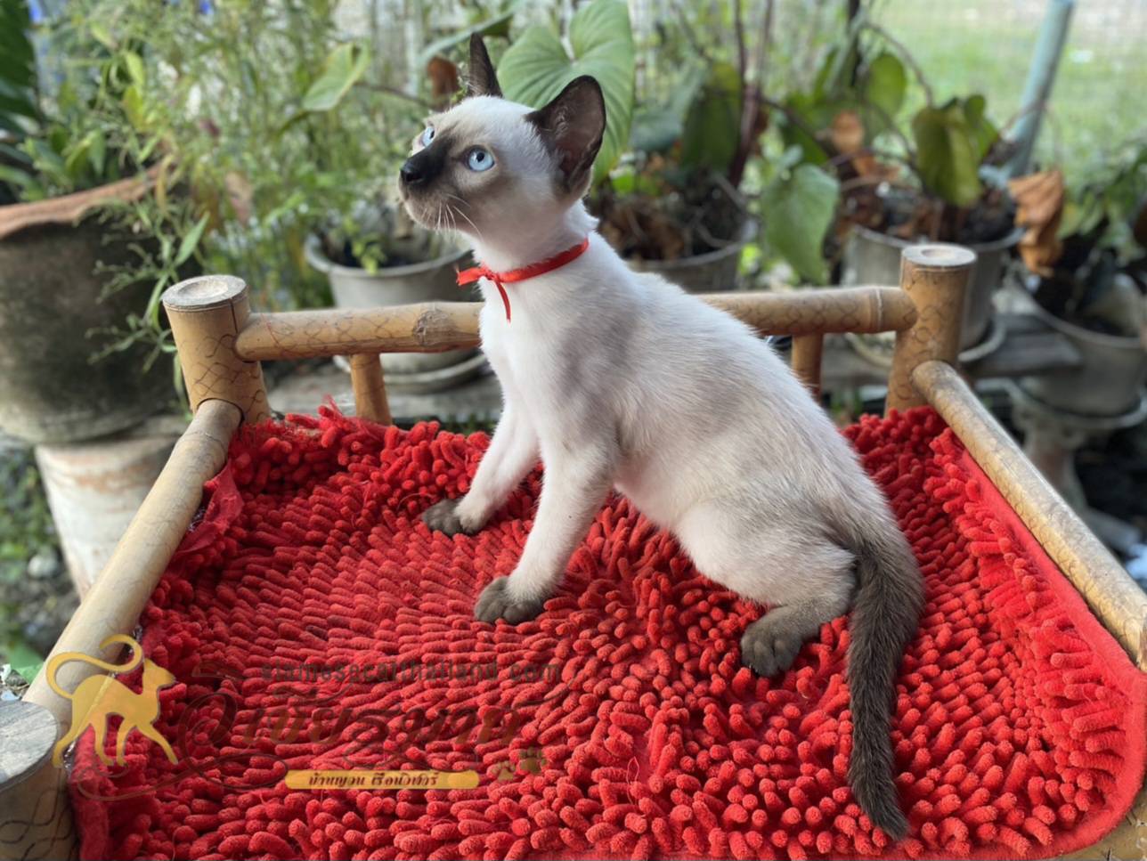 น้องเเมวรุ่น 12/2567