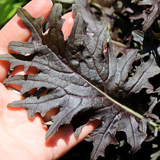 เมล็ดพันธุ์เคล เคเอ็กซ์วัน KX1 Baby Leaf Kale Seed 100 เมล็ด