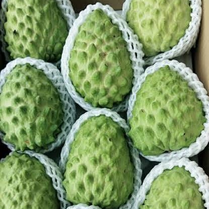 น้อยหน่า เพชรเขียว (ลู่จ้วนสือเจีย) เนื้อฝ้ายกึ่งหนัง ต้นเสียบยอด สูง 50 cm. ขึ้นไป