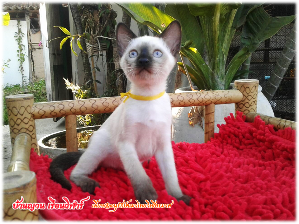 น้องแมว 2/3/2560