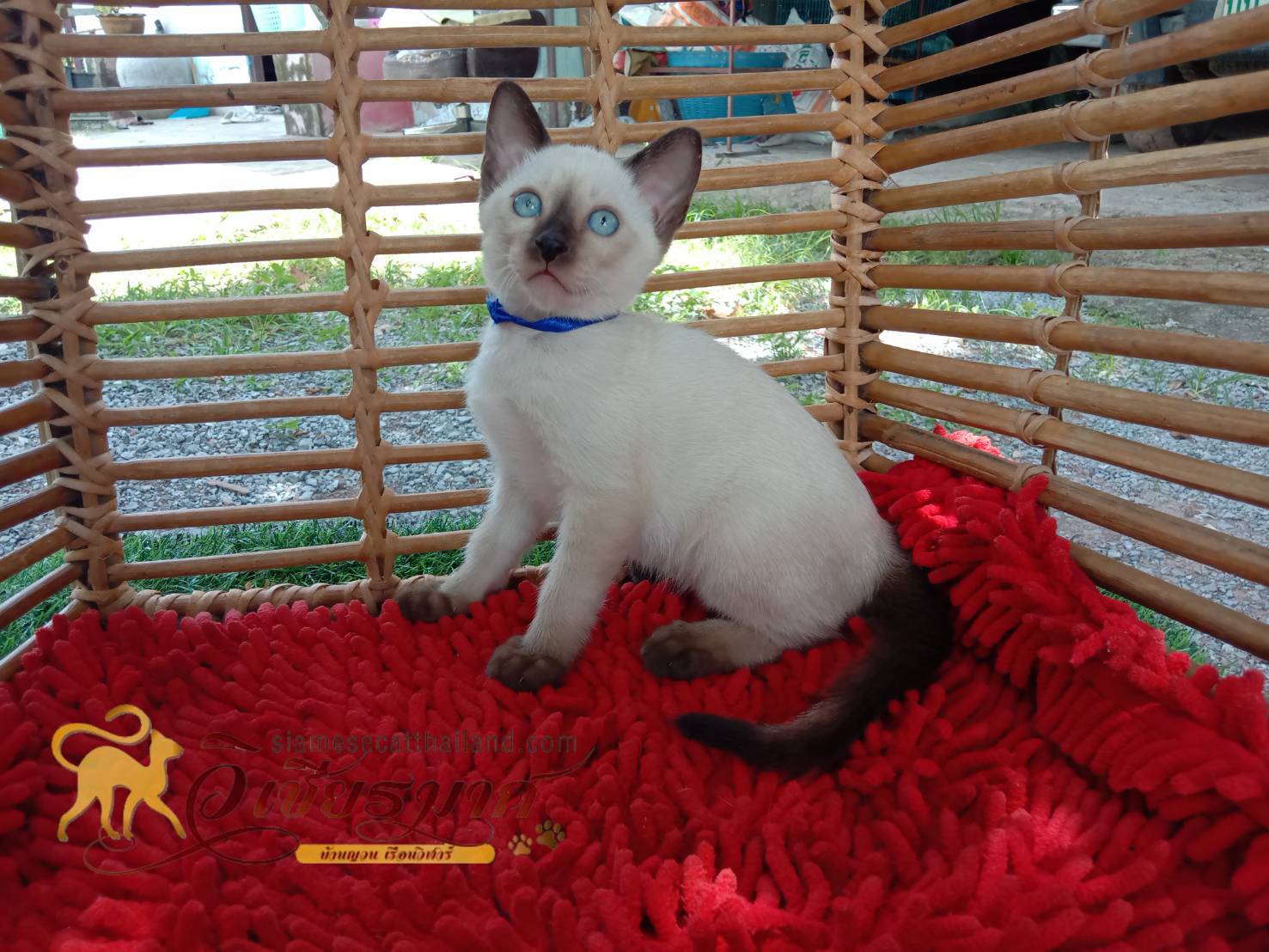 ลูกแมววิเชียรมาศรุ่น 8/2568