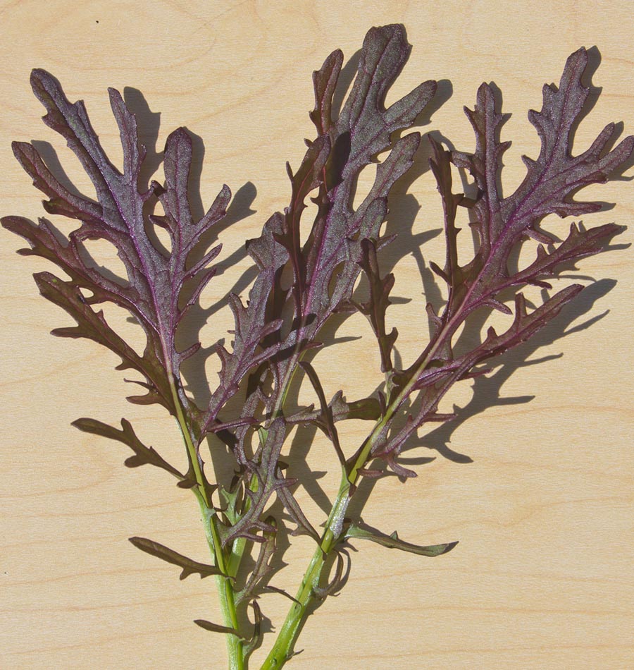 มัสตาร์ด มิซูน่าใบแดง - Red Leaf Mizuna Mustard