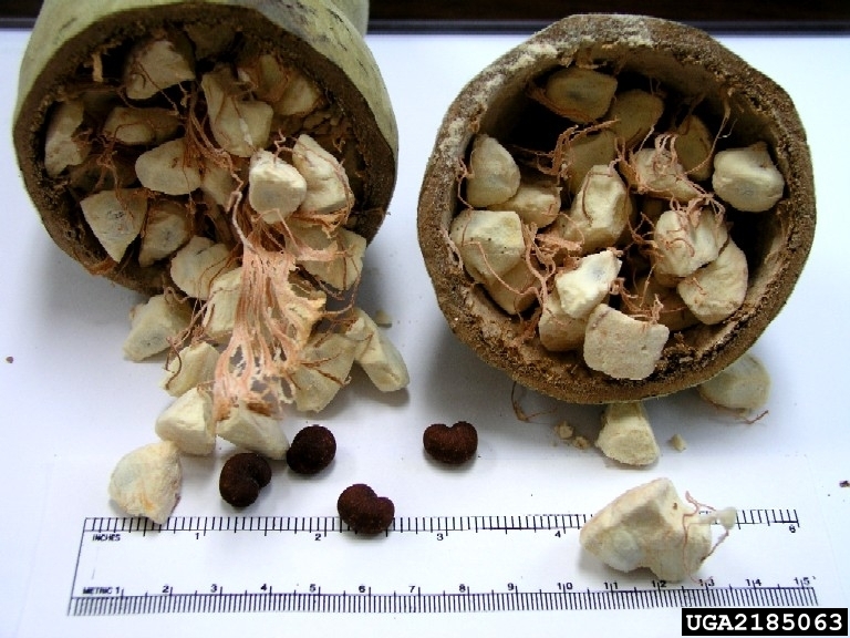 ต้นไม้ยักษ์ เบาบับดิจิทาทา - Adansonia digitata baobab