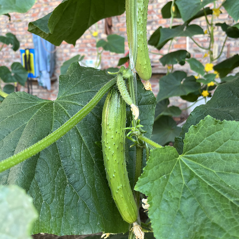 เมล็ดพันธุ์ แตงกวาญี่ปุ่น โอเนซัง Oneesan Japanese Cucumber F1 Seed