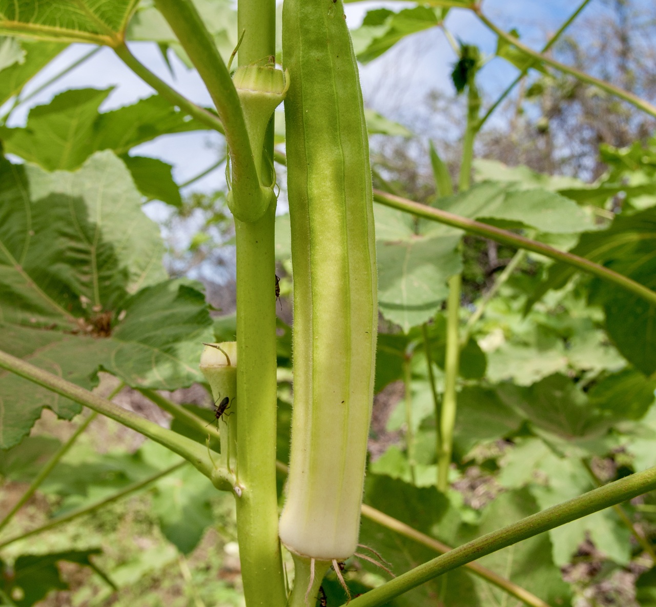 กะเจี๊ยบมอญขาว - Blondy Okra