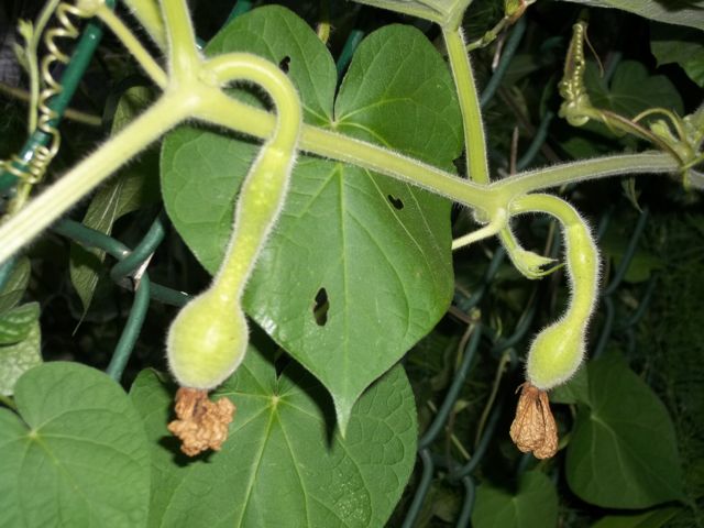 น้ำเต้าคอหงส์ - Gooseneck Swan Gourd