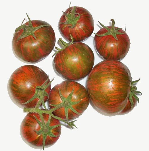มะเขือเทศม้าลายดำ - Black Zebra Tomato