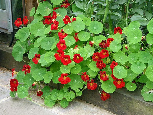 ดอกแนสเทอร์เที่ยม สีแดง - Empress of India Nasturtium (ดอกใบกินได้)