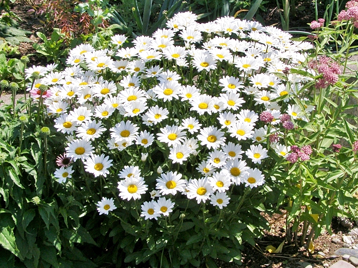 ดอกเดซี่ ซิลเวอร์ปริ้นเซส - Silver Princess Shasta Daisy